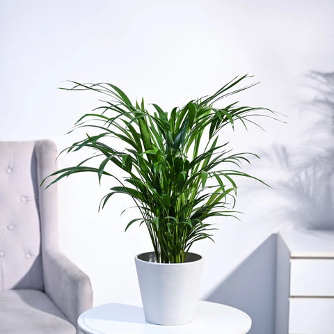 Areca Palm