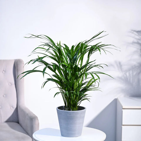Areca Palm