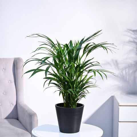 Areca Palm