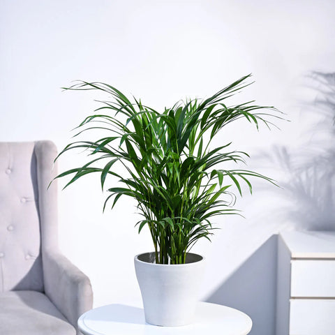 Areca Palm