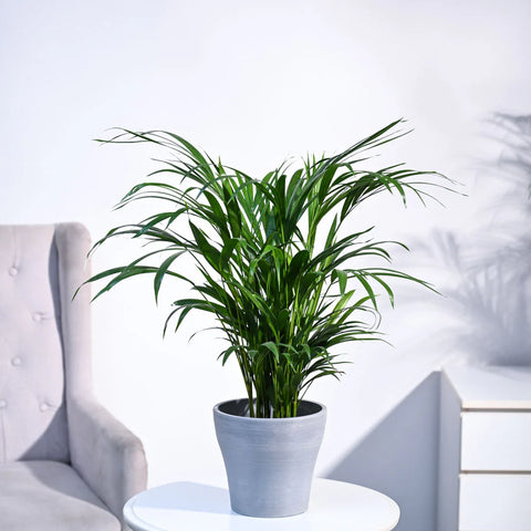 Areca Palm