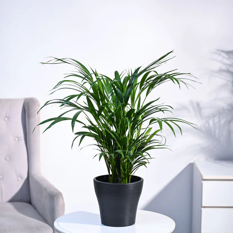 Areca Palm