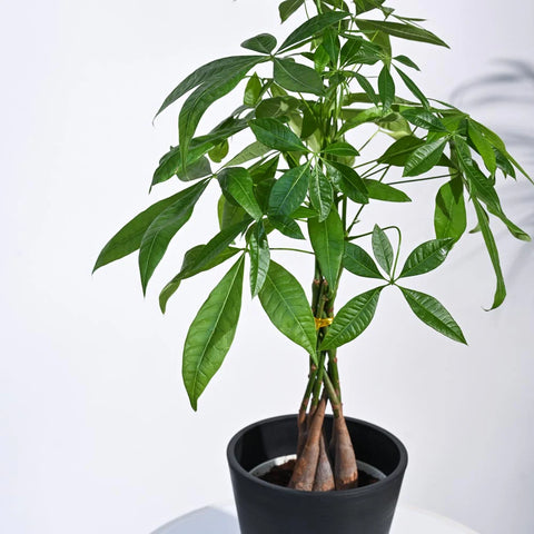 Money Tree