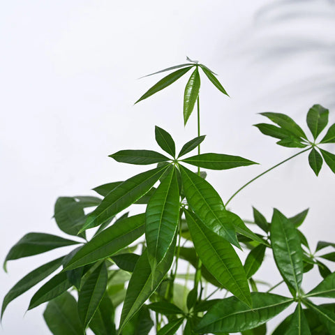 Money Tree