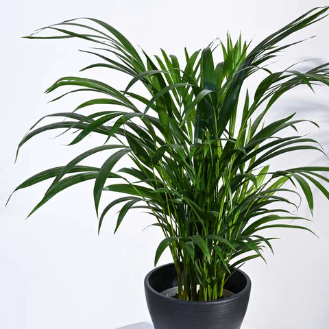 Areca Palm