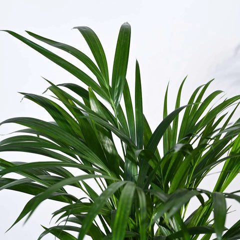Areca Palm