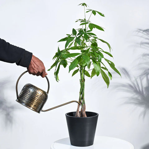 Money Tree