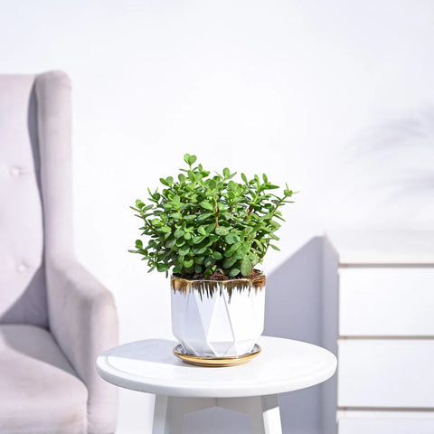 Jade Mini