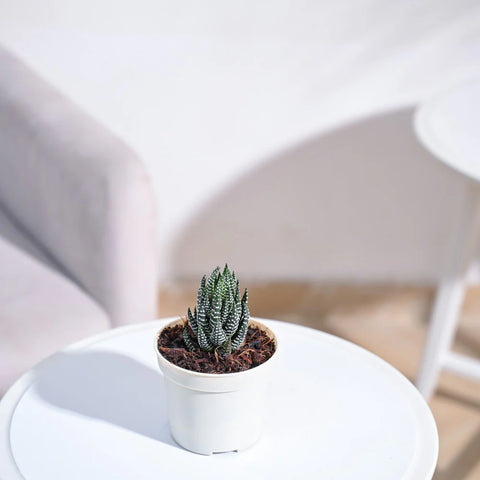 Haworthia Coarctata