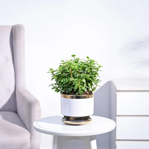 Jade Mini