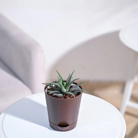 Haworthia Fasciata