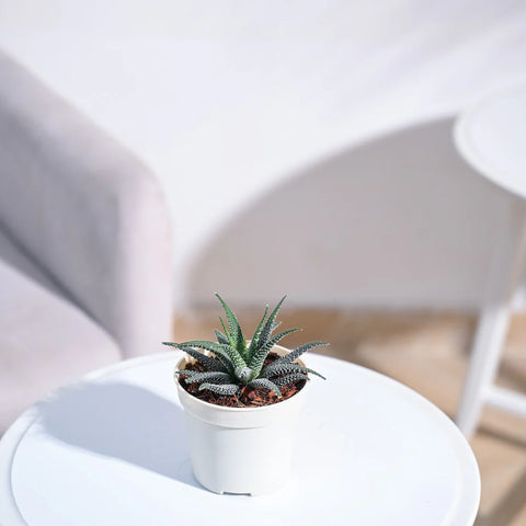 Haworthia Fasciata