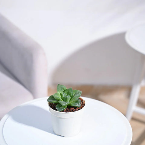 Haworthia Cymbiformis