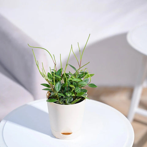 Peperomia Angulata