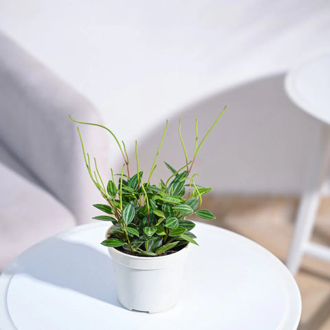 Peperomia Angulata
