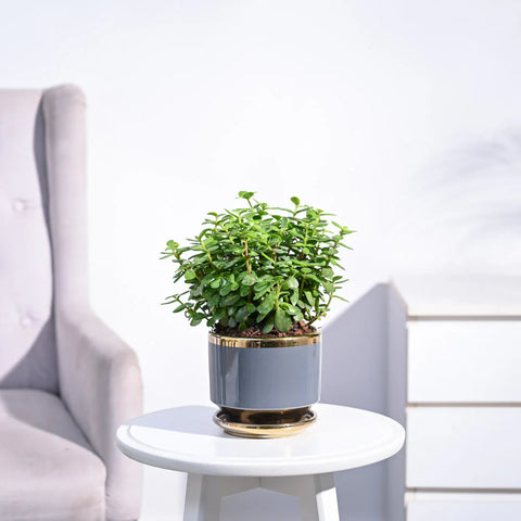 Jade Mini