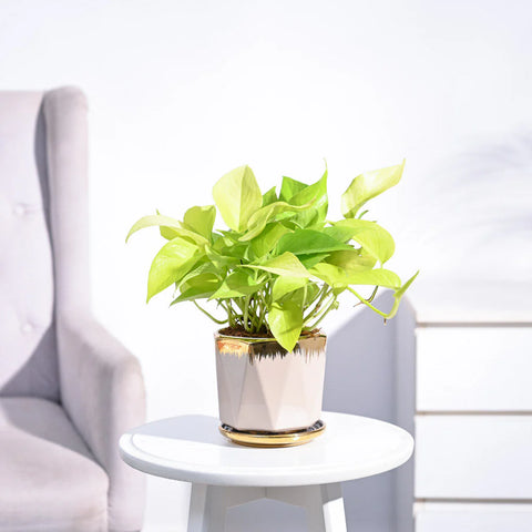 Money Plant Golden