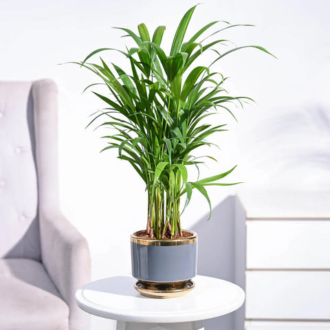 Areca Palm