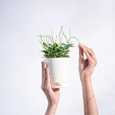 Peperomia Angulata