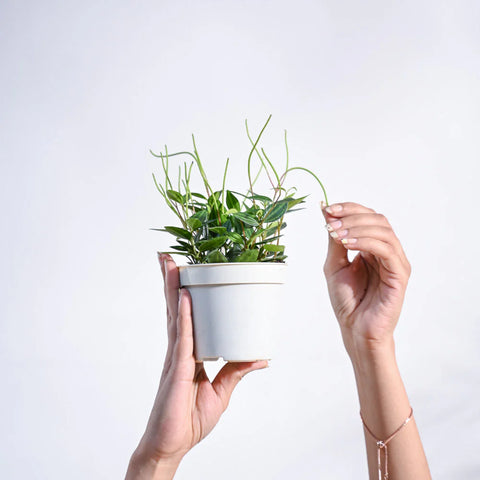 Peperomia Angulata