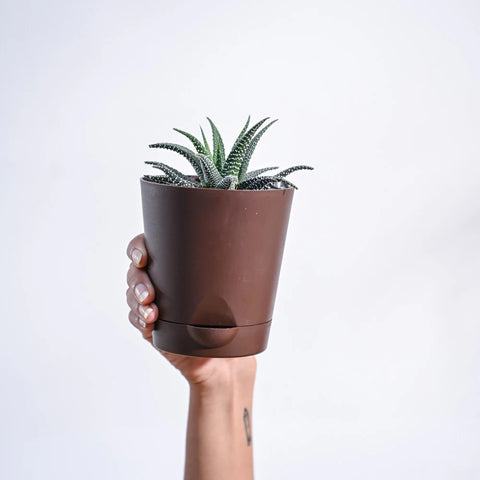 Haworthia Fasciata