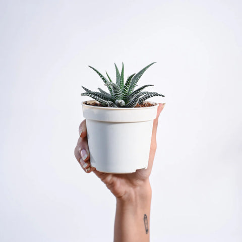 Haworthia Fasciata