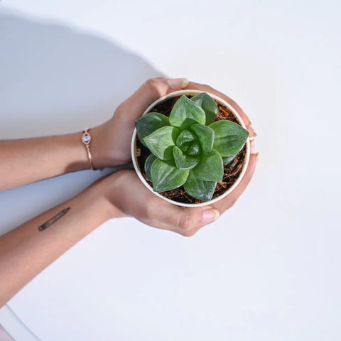 Haworthia Cymbiformis