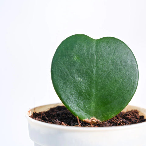 Heart Hoya