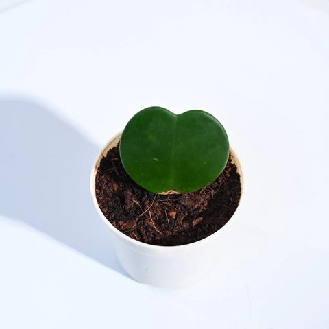 Heart Hoya