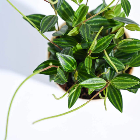 Peperomia Angulata