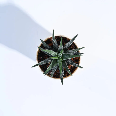 Haworthia Fasciata