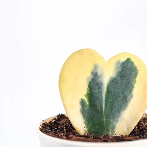 Heart Hoya - Variegated
