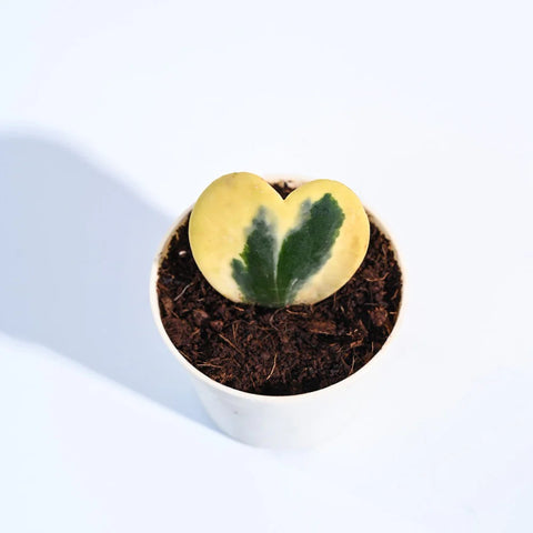Heart Hoya - Variegated