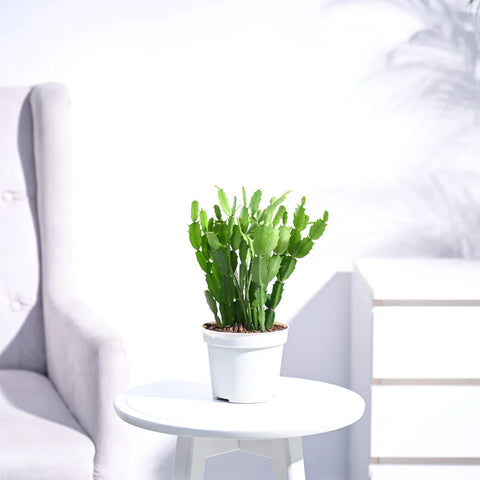 Christmas Cactus