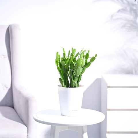 Christmas Cactus