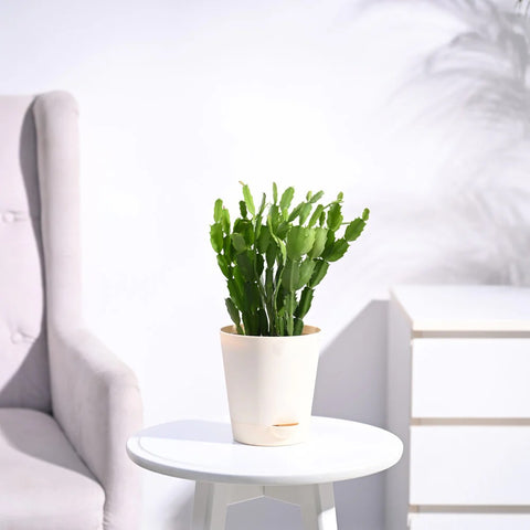 Christmas Cactus