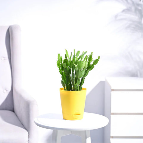 Christmas Cactus