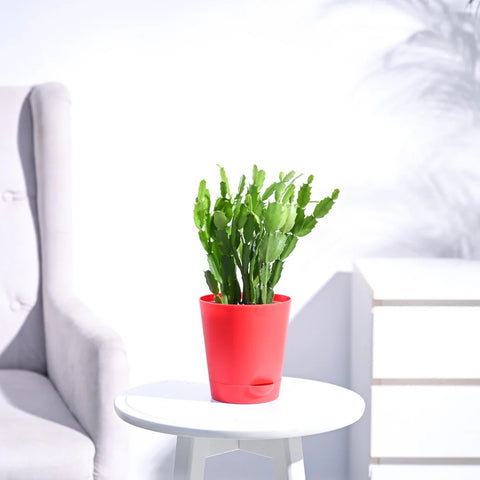 Christmas Cactus