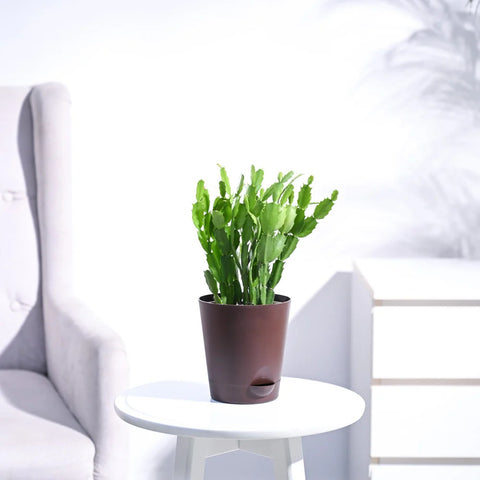 Christmas Cactus