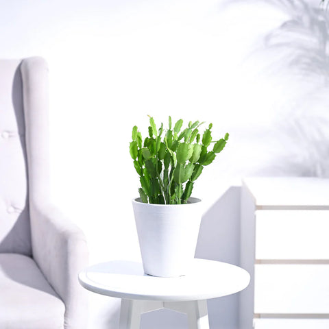 Christmas Cactus