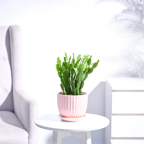Christmas Cactus
