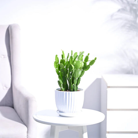 Christmas Cactus