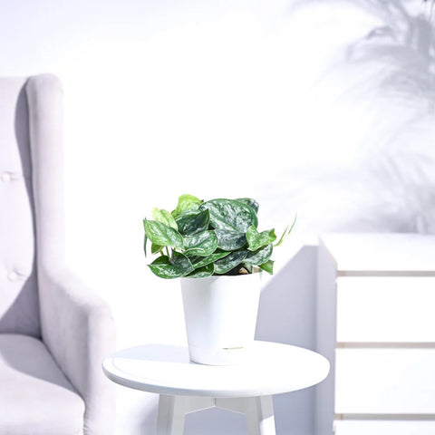 Money Plant Satin - Scindapsus Pictus Argyraeus