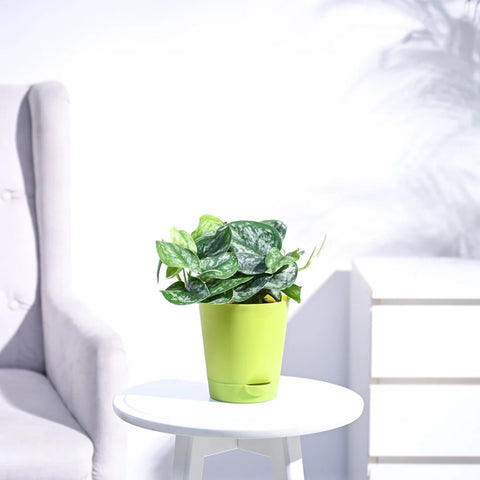 Money Plant Satin - Scindapsus Pictus Argyraeus