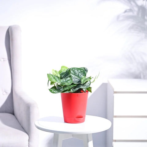 Money Plant Satin - Scindapsus Pictus Argyraeus