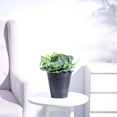 Money Plant Satin - Scindapsus Pictus Argyraeus