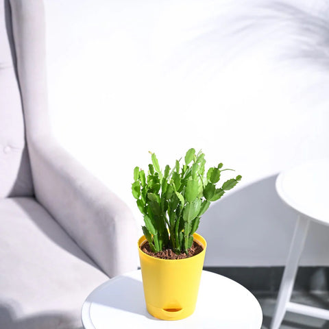 Christmas Cactus
