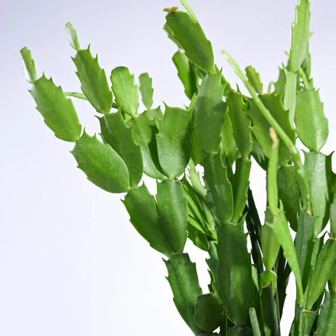 Christmas Cactus
