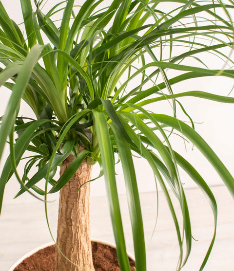Nolina Palm