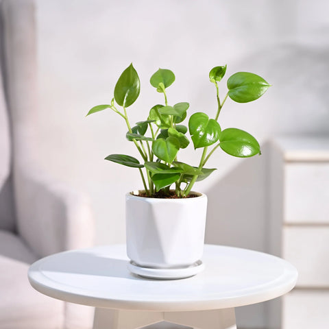 Peperomia Obtusifolia - Green